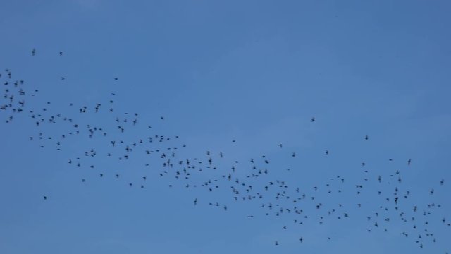 Bats flying on blue sky in evening