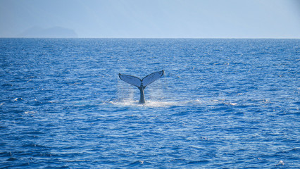 Whale watching in the Great Barrier Reef near Cairns