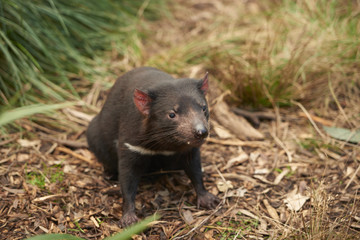 Tasmanian Devil