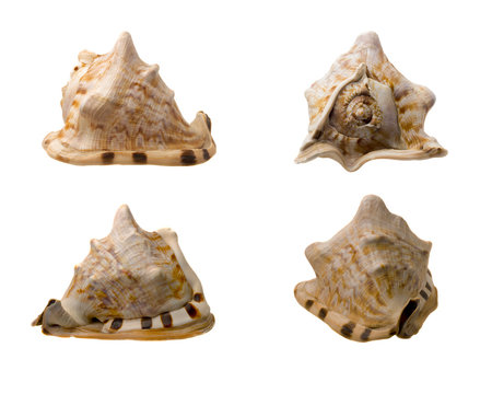 Four Views of a Conch Shell on white Background