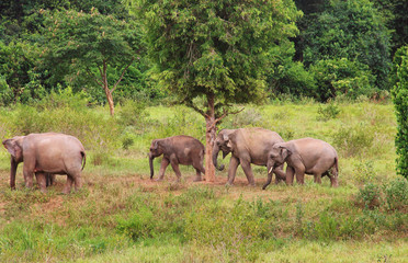 Obraz premium Asian elephant family in the wild. Cluster of asian elephants in Thailand.