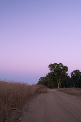 Fototapeta na wymiar Eucalyptus tree and sand road in sunset light