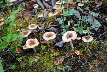 Pilze