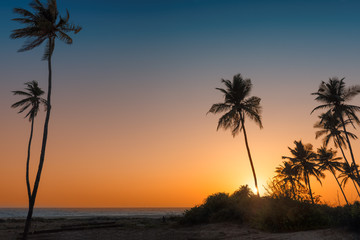 Palm trees at sunset on paradise tropical beach in Goa, India