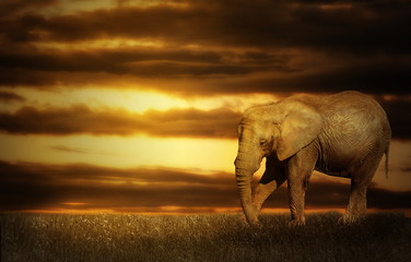Naklejka na ściany i meble Elephant in sunset
