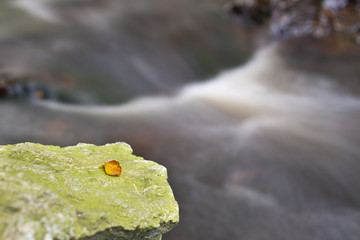 Autumn Leaf By Stream, Eifel