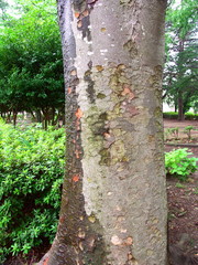 雨上がりの公園風景