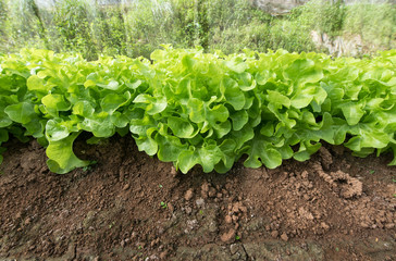 Fresh green oak lettuce in vegetable garden
