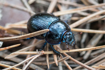 Waldmistkäfer ( Anoplotrupes stercorosus )