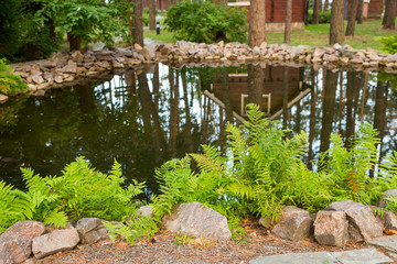 Fototapeta na wymiar fern near the pond