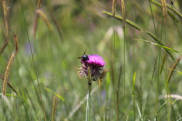 fiore