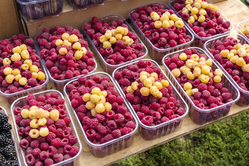 raspberry in plastic boxes