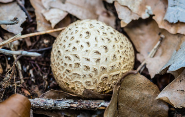 Dickschaliger Kartoffelbovist - Scleroderma citrinum (mutma&szlig;lich!)