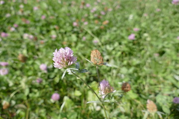 detail of pink clover in the grass