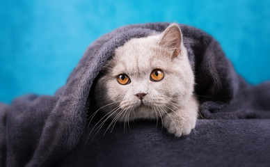 Britisch Kurzhaar Kater 5 Monate alt in lilac 