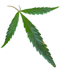 Cannabis leaf, marijuana isolated over white background