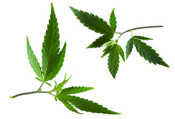 Cannabis leaf, marijuana isolated over white background
