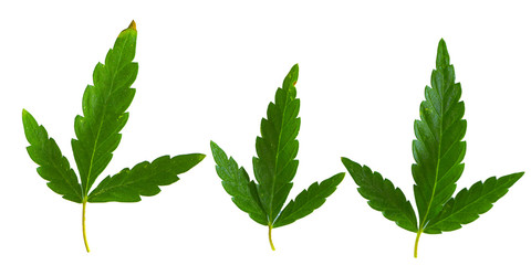 Cannabis leaf, marijuana isolated over white background