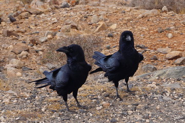 Kolkrabe - Corvus Corax