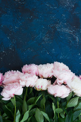 Fresh pink peony flowers close up on dark blue background