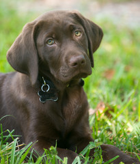 A brown haired puppy lying in the grass.