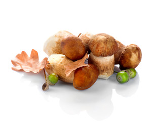 Cep mushrooms. Boletus isolated on white background