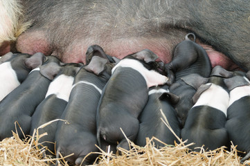 Newborn Saddleback piglets suckling from a sow