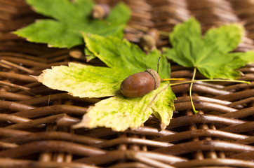 acorn on leaf