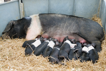 Newborn British Saddleback piglets suckling from a sow