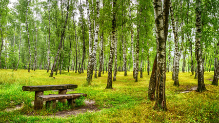 Birch grove with a bench and table on sunny summer day, landscape