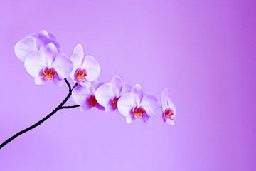 Fototapeta na wymiar orchid on the lilac background