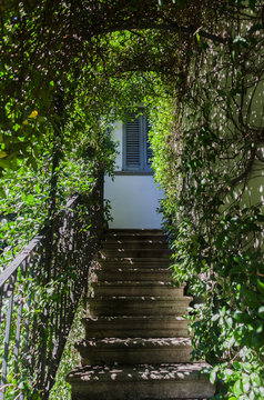 Overgrown vines and hidden old iron staircase