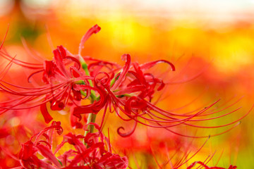  	【秋の花】　彼岸花