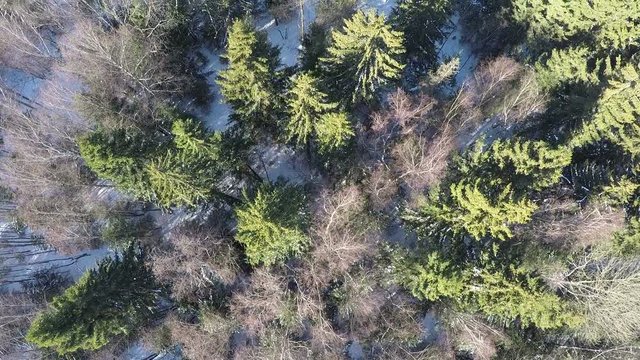 Aerial - Mixed forest in winter. Scene with spruce and bare birch trees, flying over tops