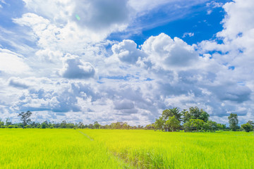 Obraz premium The soft focus of green paddy rice field with beautiful sky and cloud in Thailand,by the beam light and lens flare effect tone.