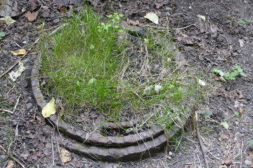grass on an abandoned sewage watter canal deck