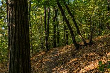 Fototapeta na wymiar pathway in autumn forest 