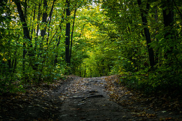 gravel road with foliage in dark autumn forest in the evening
