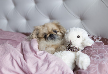 Dog Pekinese lies in bed with your favorite toy sheep