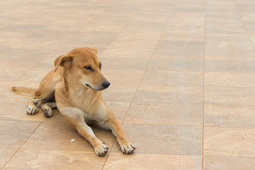 brown dog lie down on the ground under sun light