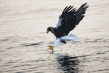 Riesenseeadler beim Fischfang