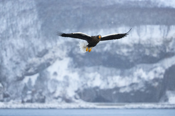 Riesenseeadler im Flug
