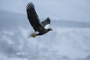 Riesenseeadler im Flug