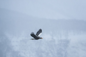 Riesenseeadler im Flug