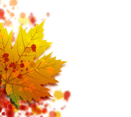 Autumn concept of maple leaf and color splash design on white background with copy space