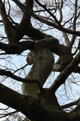 knorriger Baumstamm mit Ästen ohne Blätter im Frühjahr