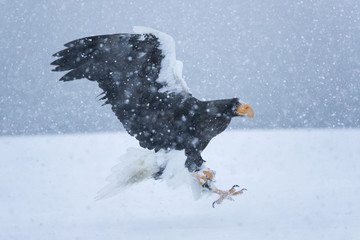 Riesenseeadler fliegt im Schneetreiben