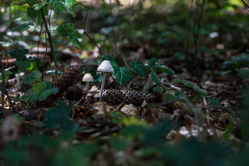 Pilze auf Moos