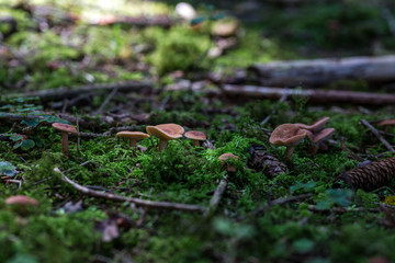 Pilze auf Moos