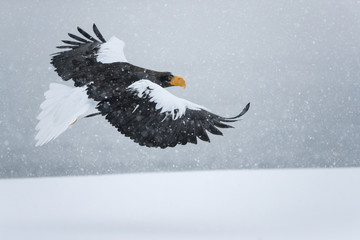 Riesenseeadler fliegt im Schneetreiben